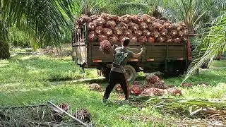 muat Sawit Di Johor Malaysia #automobile #loading #sawit_unggul #malaysia
