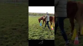 D&eacute;conditionner un cheval - apprentissage des cercles en &eacute;tant acteur