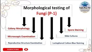 Fungal morphology and structure #mycology