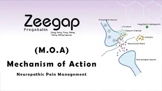 Zeegap (Pregabalin) &ndash; MOA & Clinical Benefits | Neuropathy, pDPN, Fibromyalgia | Hilton Pharma