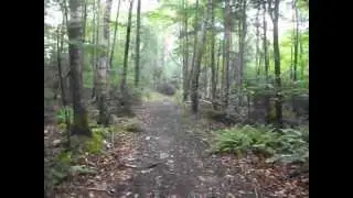 Walking down a forest path