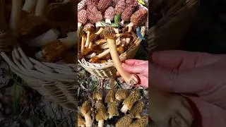 ВСЕ ГРИБЫ СОБРАЛИ!!! Полные корзины грибов - Сморчковой шапочки!