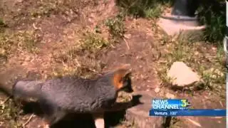 Channel Island Foxes Endangered No More