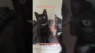Working with Rescue Kittens 🐱 #cat #cats #catlover
