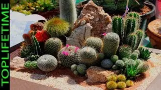 10 Cactus m&aacute;s raros del mundo