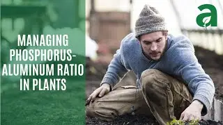 Managing Phosphorus-Aluminum Ratio in Plants