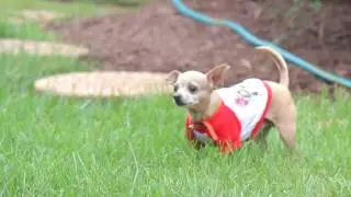 Erin's Pet Adventure in Virginia Beach, Virginia