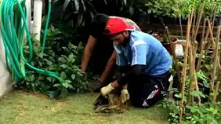 Volunteering for a Greener Environment with Free Tree Society KL