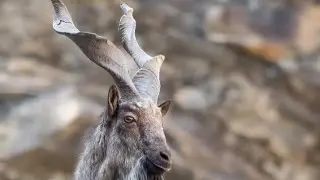 Markhor, a rare animal, is a giant in its habitat@ wildlifwonders