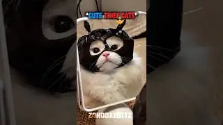 Cute thief cats..😎💀🗿#cat #trollfaceedit #thiefcat #shorts