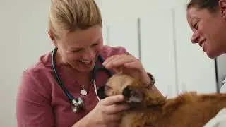 Vet Tech to DVM Student Journey | Ross Vet Success Story | 2026