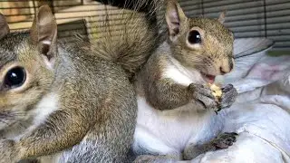 TOO MUCH CUTENESS! Seymour, Sabrina, Serena & the Hooligans! 🐿😍🤗