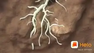 Nematode