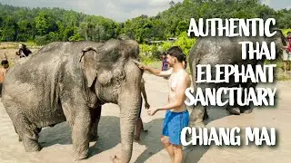 Authentic Thai Elephant Sanctuary - Bathing, Feeding, Trekking | Around the World Travel Vlog