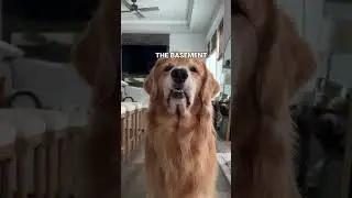 horror able scenes#trending #animallovers #ghost #fumny #dog #goldenretriever #animalrights #comedy