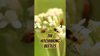 Parasitic Beetles