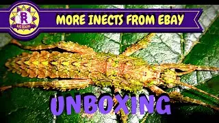 Another INSECT UNBOXING from EBAY!
