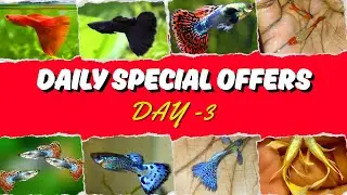 குறைந்த விலையில் Imported #guppy | DAY-3 மீன்கள் | #fishcare #aquariumfishmarket #fish #fishbreeding