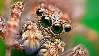 Don't be afraid: Why you shouldn't kill most South Carolina spiders