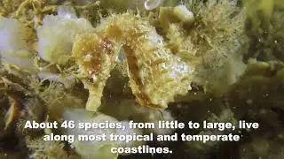 Introduction to iSeahorse