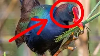 You Won&rsquo;t Believe How This African Bird Eats