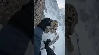 POV Immediate Danger Snow Leopard Ambush On Cliff