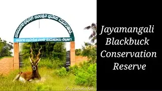 Jayamangali Blackbuck Conservation Reserve (Maidenahalli) Travel guide (See description)