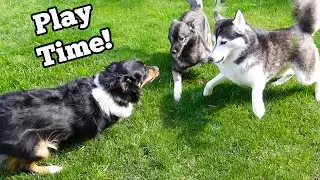 Indy Dog Comes to PLAY!