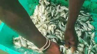 Catla Fish Harvest | Grass carp Fish | GK Babu Btech Fish Farmer