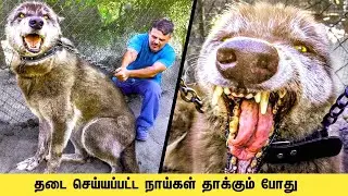 இந்தியாவில் தடை செய்யப்பட்ட ஆபத்தான 9 நாய்கள் - Top 9 Dangerous & Banned Dogs in India 
