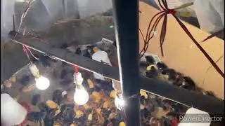 deshi chicks ka brooding kaise kare