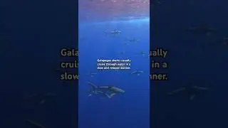 A galaxy of Galapagos Sharks 🦈🤩🌊 #ocean #shark #diving #a
