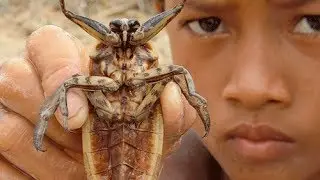 Wow net fishing Cambodia Amazing Boys Catching big frog