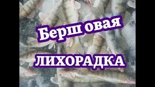Бершовая лихорадка