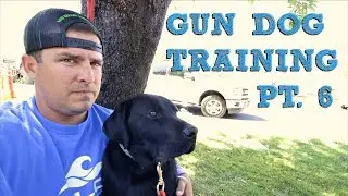 Training my DUCK DOG | Pt. 6