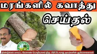 மரங்களில் கவாத்து செய்தல் 🌱பிரிட்டோராஜின் ஆலோசனைகள்🌱 9944450552