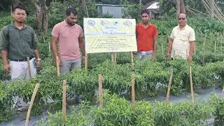 Chilli Poly mulching , KVK,Sepahijala CAU,Imphal