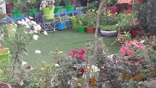 #solankis garden// beautiful raining 🌧good morning in Delhi.my beautiful terrace garden.