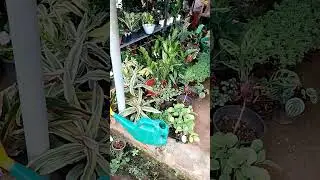 #have a this #nursari plants ❤️