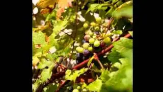 Benmosche Vineyard.mov