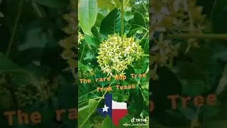 Hop Tree: A Native Texas Tree
