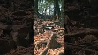 How Trees Secretly 'Talk' Underground!