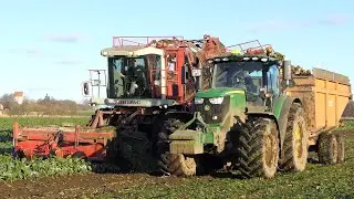 Agrifac Big Six 12-Row Sugarbeet Harvester working in The field Harvesting | Danish Agriculture