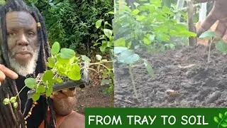 Seed , Tray , Soil | Prune tree , Harvest Callaloo ,Kale , Transplant Seedlings 