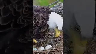 Trempealeau Eagles ~ Egg #1 has pipped ~ 4/10/2025 #baldeagles #eaglecams