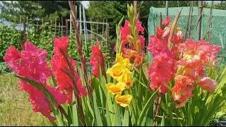 How to grow Gladiolus / Gladioli in UK and USDA 8: easy to grow, colourful and great for pollinators