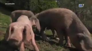 El Noé de las razas autóctonas asturianas