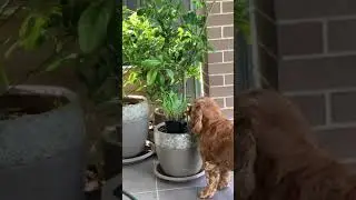 Cocker spaniel loves lemon grass