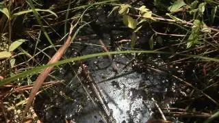 Wetland Identification