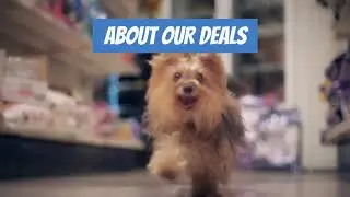 Shop Urban Pet Boutique!